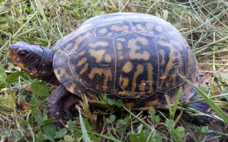 इतिहास के पन्नों में 23 मईः आखिर क्यों जरूरत पड़ी कछुआ दिवस मनाने की?