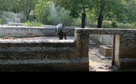 भीषण गर्मी में कानपुर प्राणि उद्यान के जानवरों का सहारा बन रहे कूलर और फव्वारे