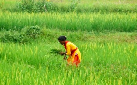 बेहतर मानसून के बीच खरीफ फसल का क्षेत्रफल 10.3 प्रतिशत बढ़ा