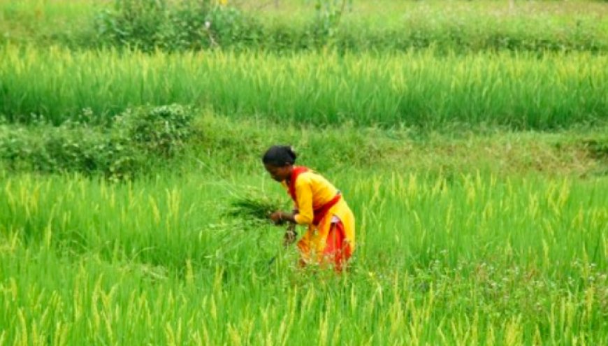 बेहतर मानसून के बीच खरीफ फसल का क्षेत्रफल 10.3 प्रतिशत बढ़ा