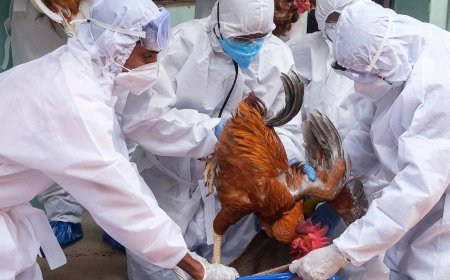 अमेरिका ने पक्षी फ्लू रोकथाम के लिए $10 मिलियन का निवेश किया