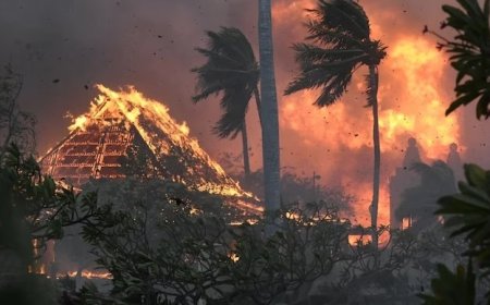 मौई जंगल की आग: 4 अरब डॉलर का वैश्विक समझौता