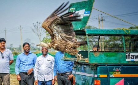 भारत में गिद्धों की संख्या में गिरावट: कारण और परिणाम