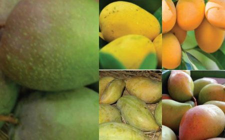 पाकिस्तान उच्चायोग ने लोकसभा में विपक्ष के नेता राहुल गांधी सहित 7 सांसदों को आम की पेटियां भेजी