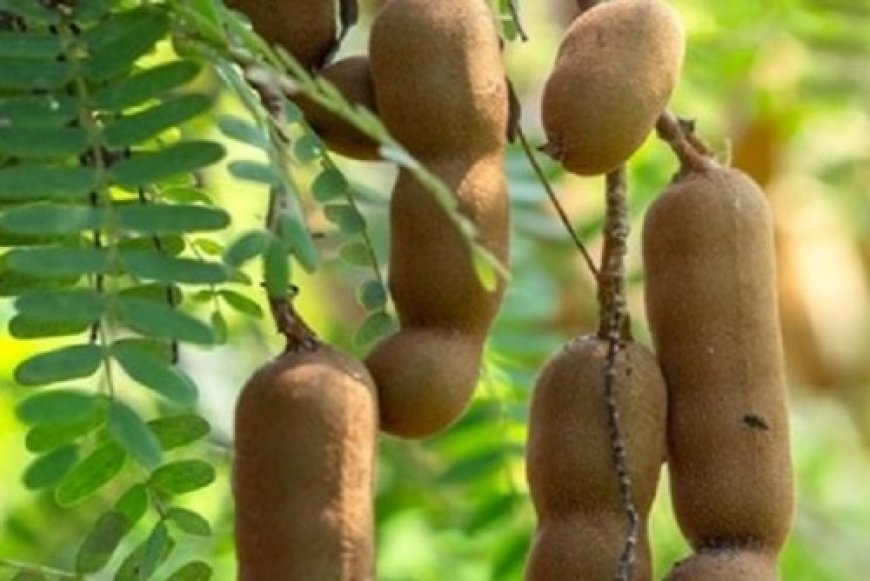 स्वाद और सेहत का खजाना: पाचन तंत्र को मजबूत कर वजन नियंत्रण में कारगर इमली