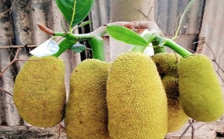 गर्मियों में फाइबर का बेहतरीन स्रोत है कटहल, हृदय को देगा नई मजबूती