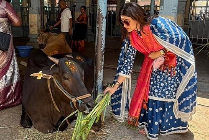 तिरुपति में गौसेवा करती दिखीं शमिता शेट्टी, बहन शिल्पा ने की तारीफ