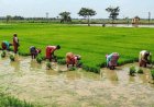 तमिलनाडु: खाद की कीमतों में की गई बढ़ोतरी, किसानों की चिंता बढ़ी