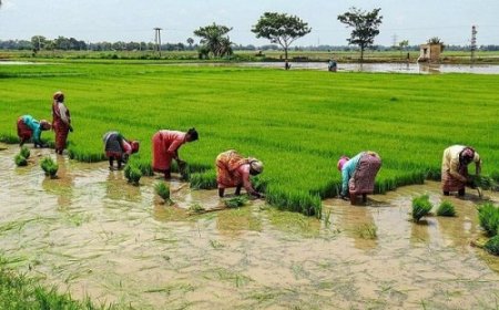 तमिलनाडु: खाद की कीमतों में की गई बढ़ोतरी, किसानों की चिंता बढ़ी