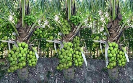 पश्चिमी तमिलनाडु में मजदूरों की कमी से नारियल की खेती की लागत बढ़ी