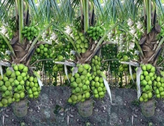 पश्चिमी तमिलनाडु में मजदूरों की कमी से नारियल की खेती की लागत बढ़ी