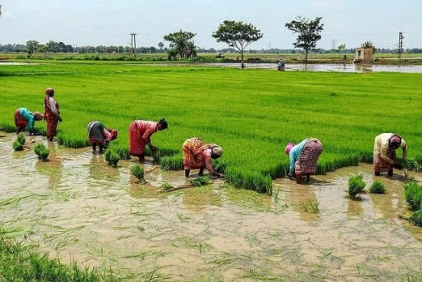 तमिलनाडु: खाद की कीमतों में की गई बढ़ोतरी, किसानों की चिंता बढ़ी