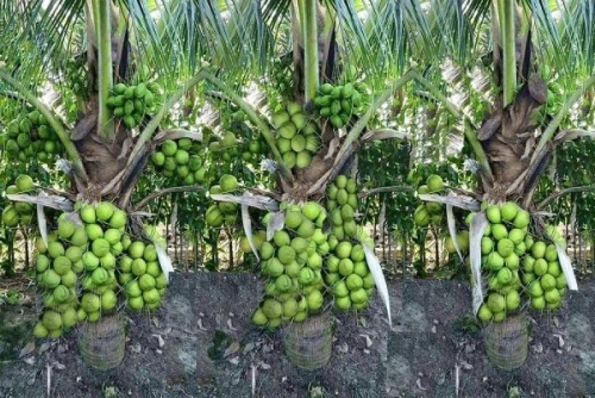 पश्चिमी तमिलनाडु में मजदूरों की कमी से नारियल की खेती की लागत बढ़ी